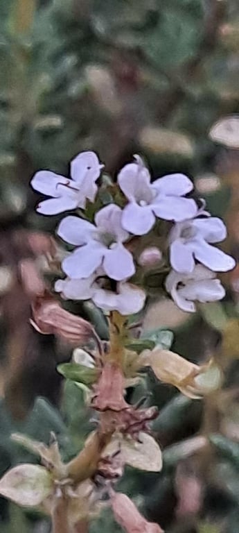 White thyme