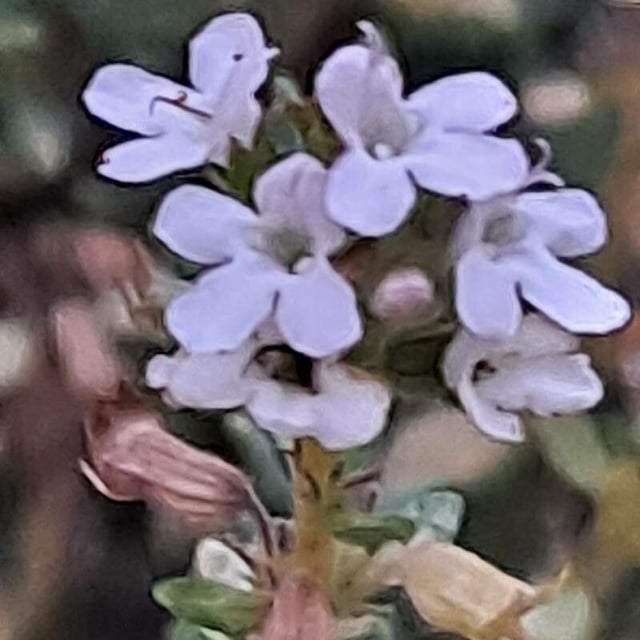 Thymus zygis — flower