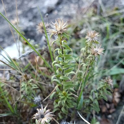 Chiliadenus glutinosus — flower