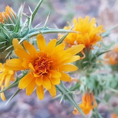 Scolymus hispanicus — flower
