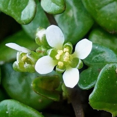 Cochlearia danica — flower
