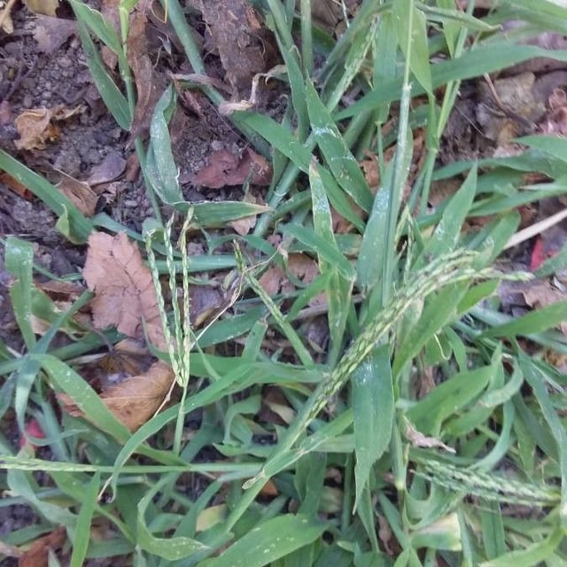 Digitaria sanguinalis — flower