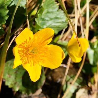 Ranunculus montanus — flower