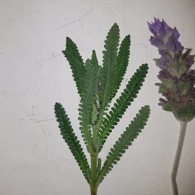 Lavandula dentata — flower