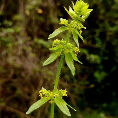Cruciata laevipes — flower
