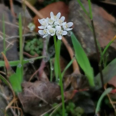 Teesdalia coronopifolia — flower