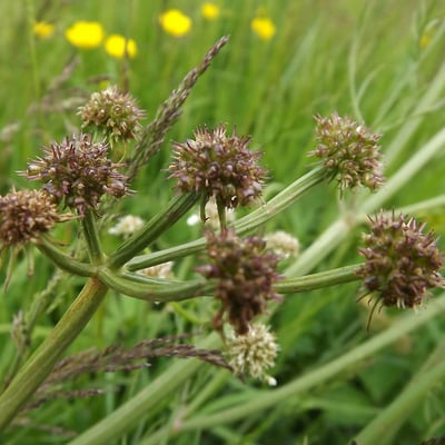 Oenanthe silaifolia — flower