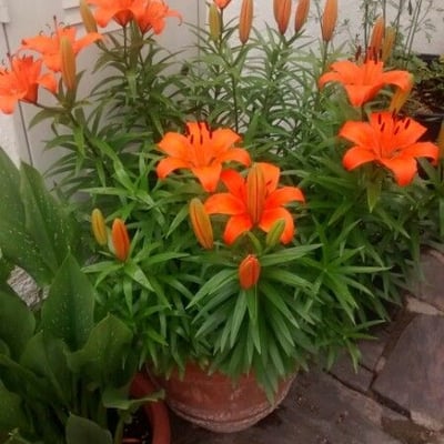 Lilium bulbiferum — flower