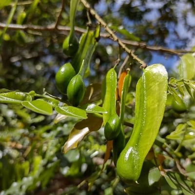 Myroxylon peruiferum — fruit
