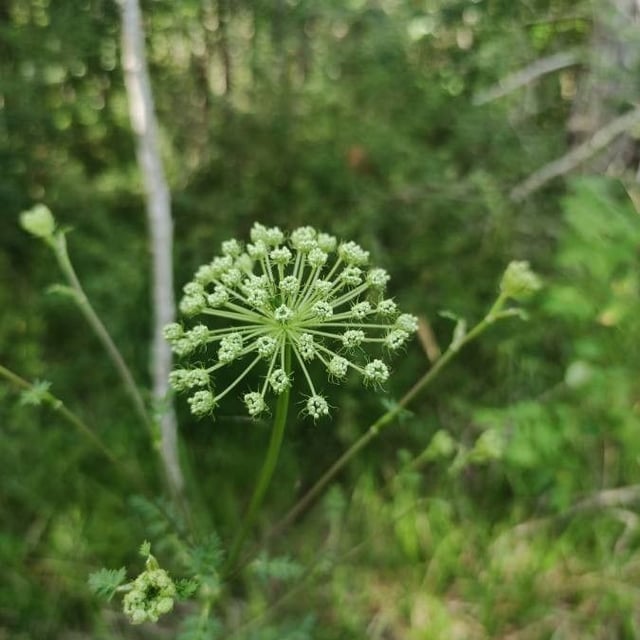 Seseli libanotis — flower
