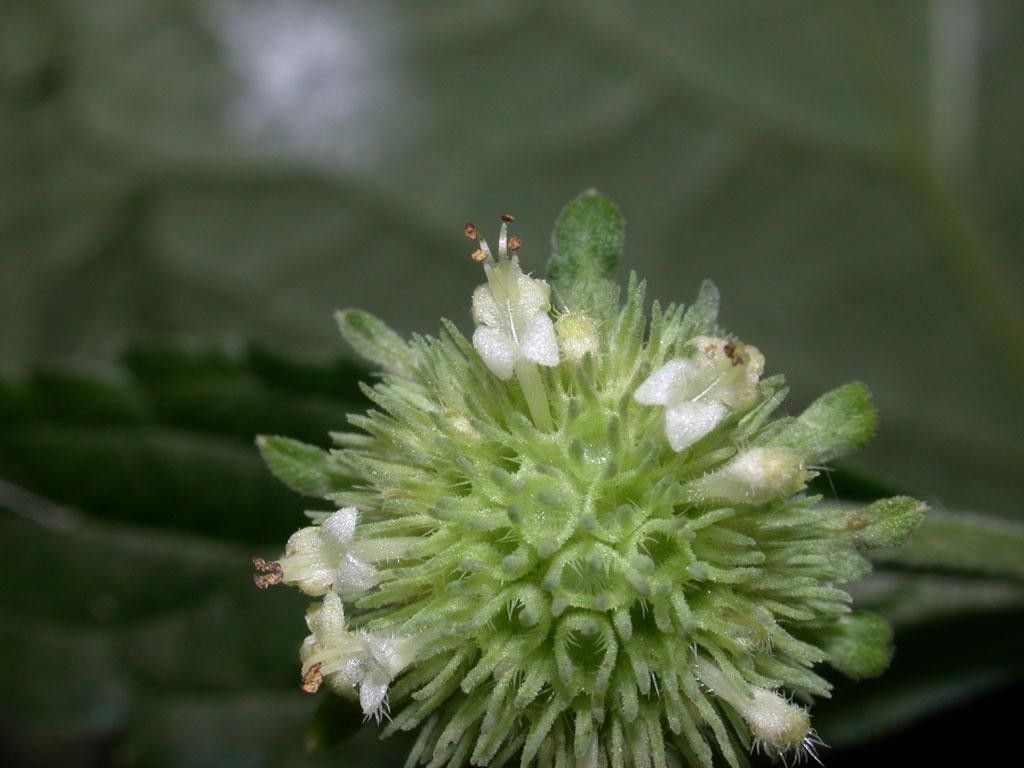 Knobweed