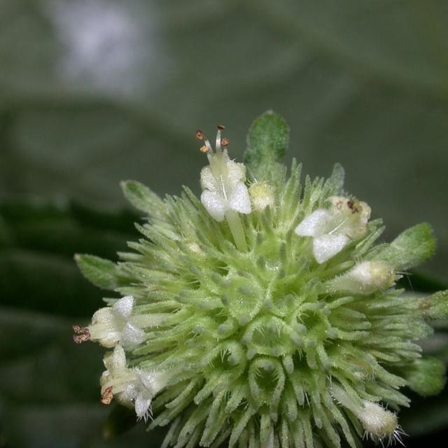 Knobweed