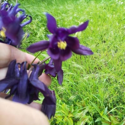 Aquilegia atrata — flower