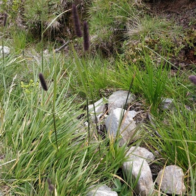 Phleum alpinum — flower