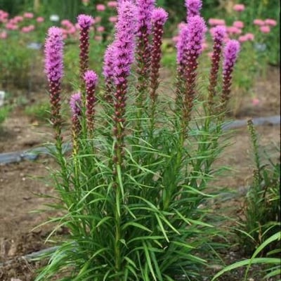 Liatris spicata — flower