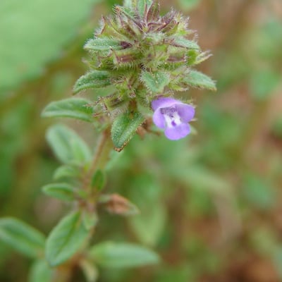 Clinopodium acinos — flower