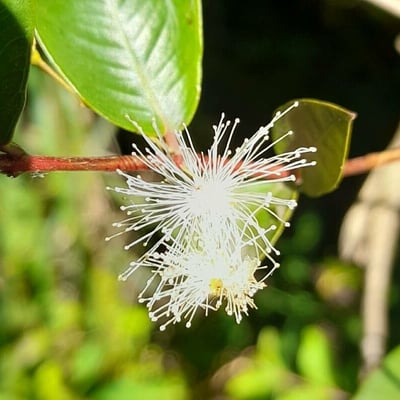 Blepharocalyx salicifolius — flower