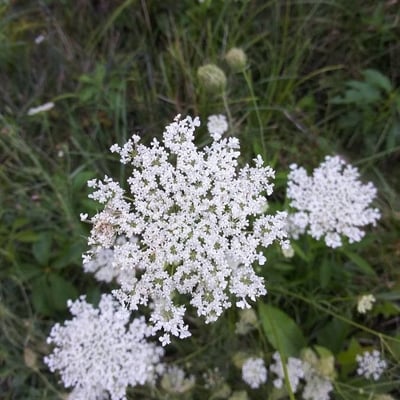 Daucus pusillus — flower