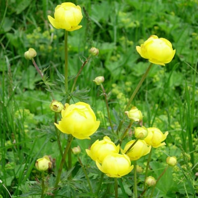 Trollius europaeus — flower