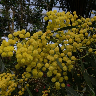 Acacia pycnantha — flower