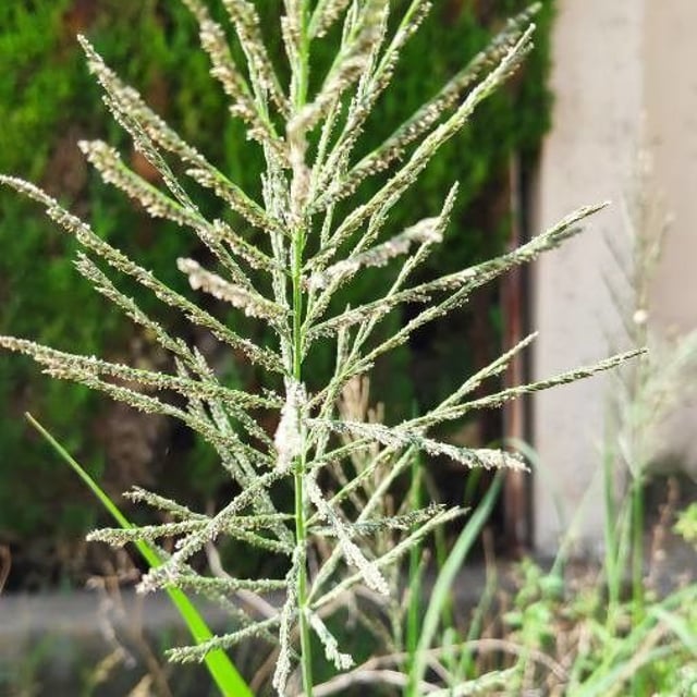 Paspalum paniculatum — flower