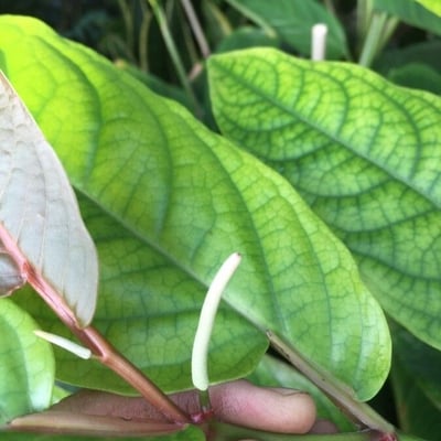 Piper arboreum — flower