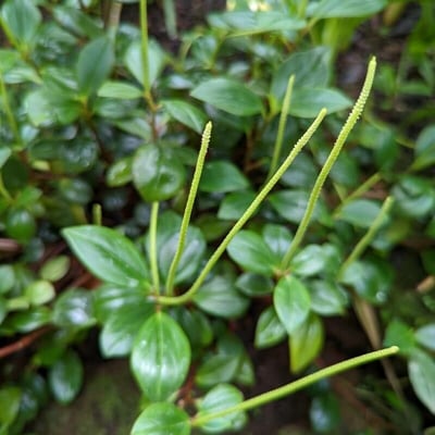 Peperomia glabella — flower