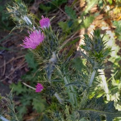 Carduus pycnocephalus — flower