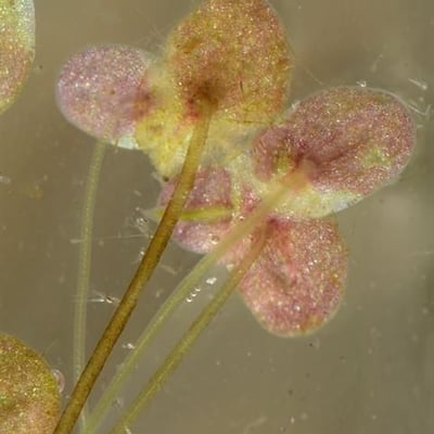 Lemna turionifera — leaf