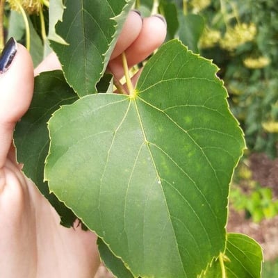 Tilia japonica — leaf