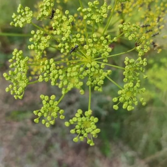 Peucedanum officinale — flower