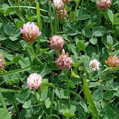 Trifolium fragiferum — flower