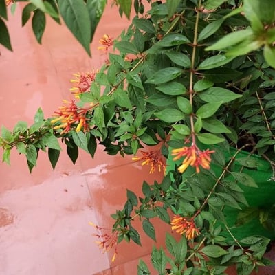 Hamelia patens — flower