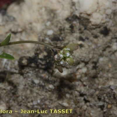 Hornungia procumbens — flower