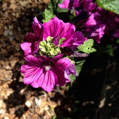 Malva arborea — flower