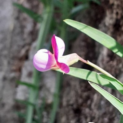 Lathyrus clymenum — flower