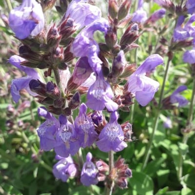 Salvia officinalis — flower