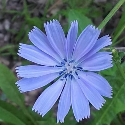 Cichorium intybus — flower