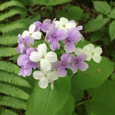Lunaria rediviva — flower