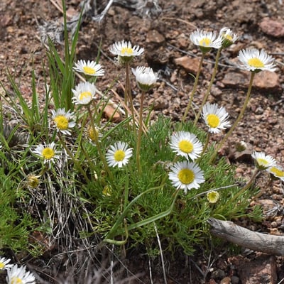 Erigeron compositus — flower