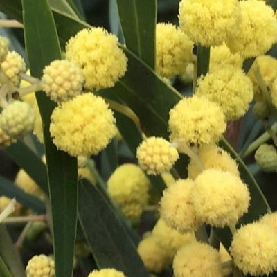 Acacia pycnantha — flower