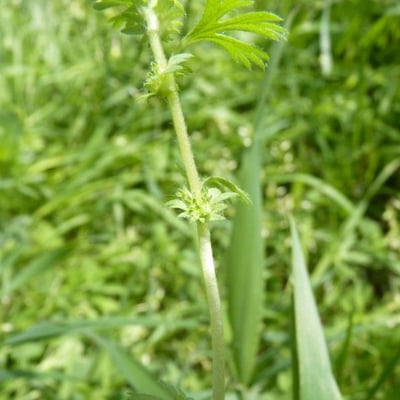 Aphanes arvensis — flower