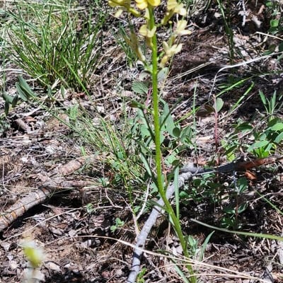 Erysimum capitatum — leaf