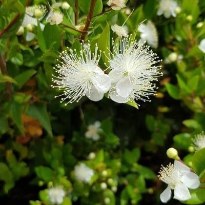 Myrtus communis — flower
