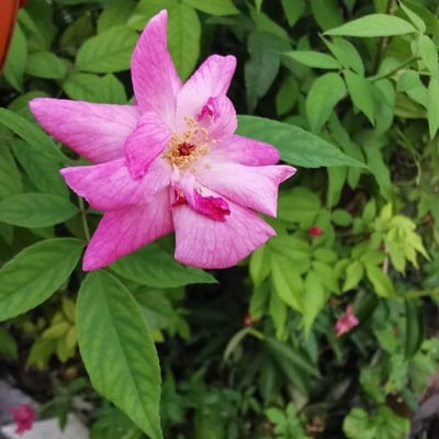 Rosa tomentosa — flower
