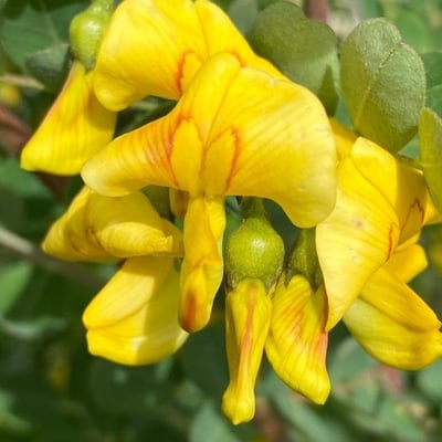 Colutea arborescens — flower