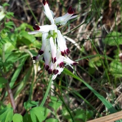 Fumaria bastardii — flower