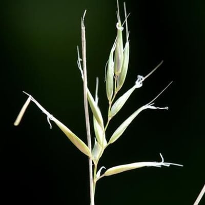 Anthoxanthum aristatum — flower