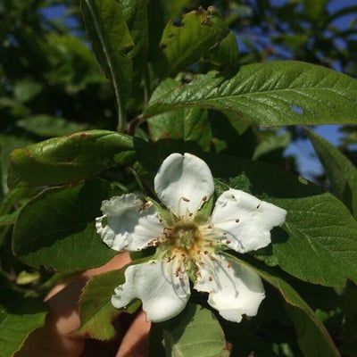 Mespilus germanica — flower