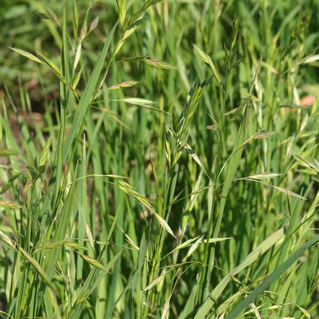 Bromus carinatus — flower